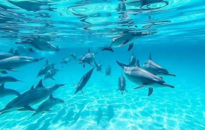 Dolphin House Hurghada