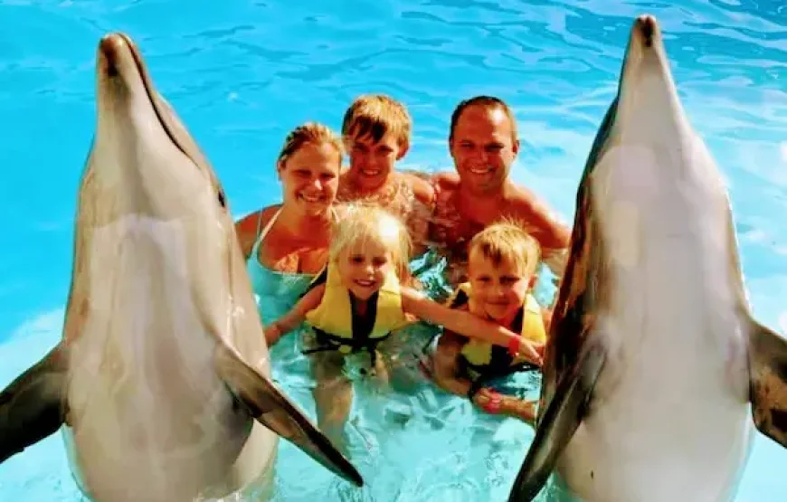 Dolphin Show