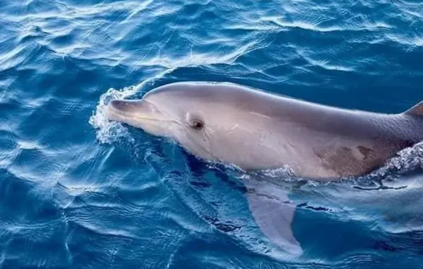 Dolphin House Hurghada