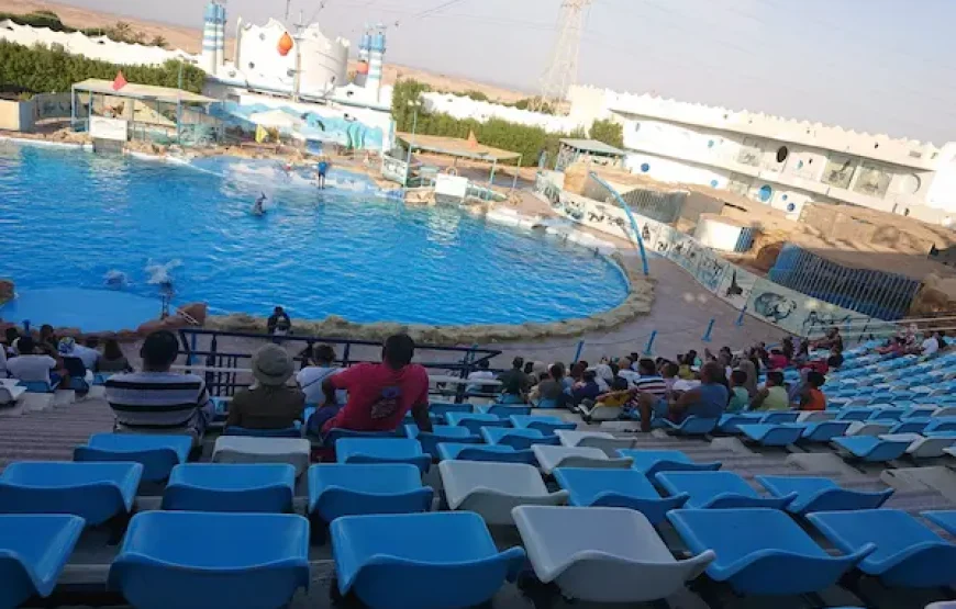 Dolphin Show
