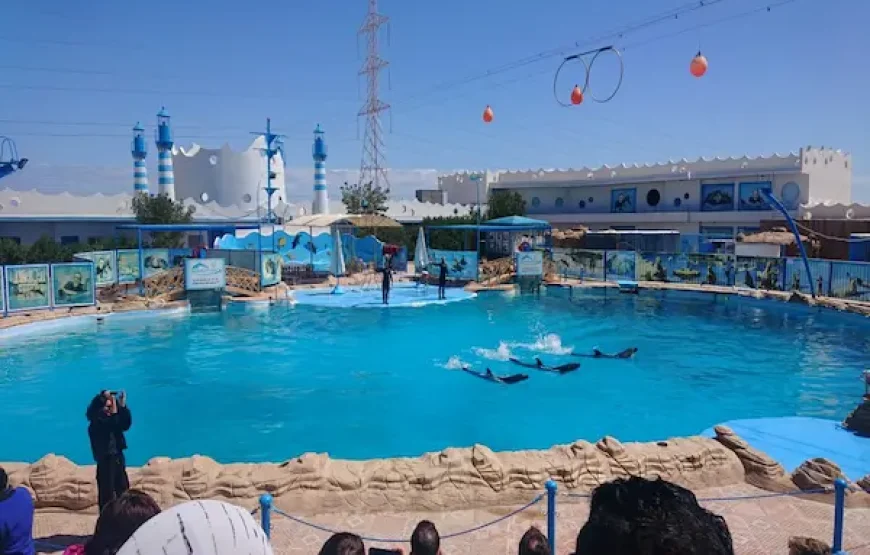 Dolphin Show