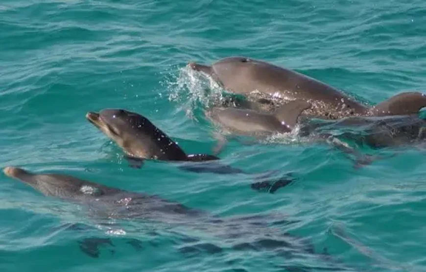 Dolphin House Hurghada